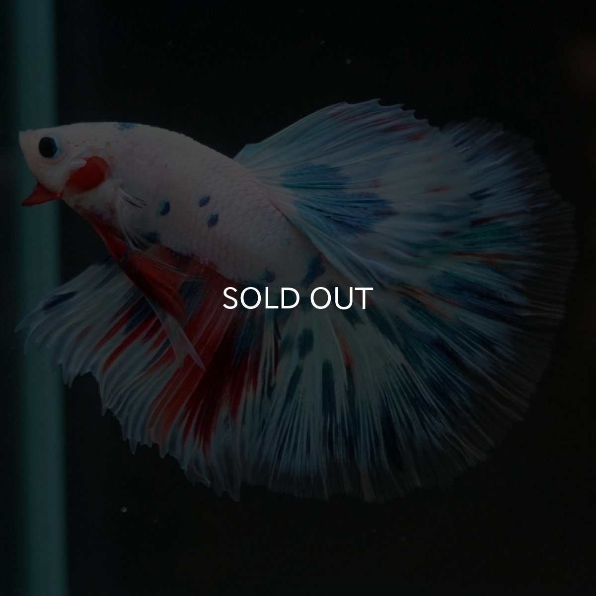 画像6: HM　ホワイトファンシー (6)