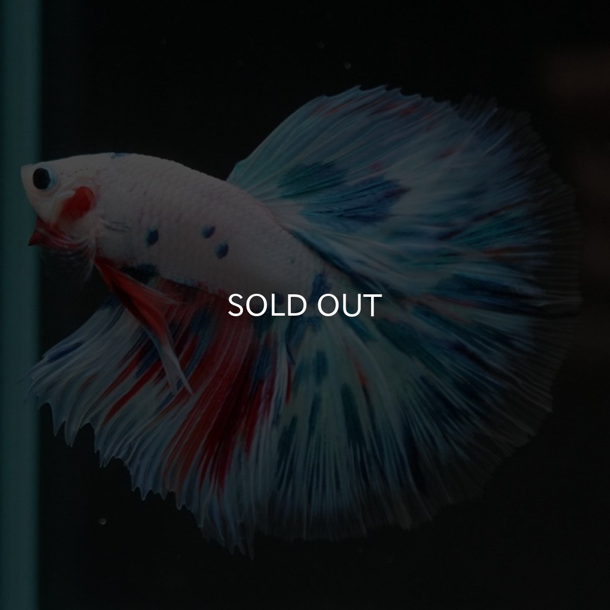 画像5: HM　ホワイトファンシー (5)