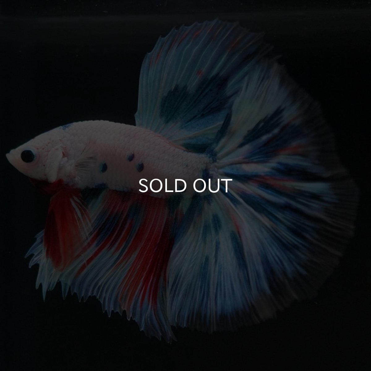 画像2: HM　ホワイトファンシー (2)