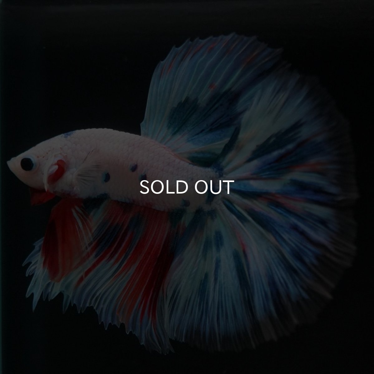 画像3: HM　ホワイトファンシー (3)