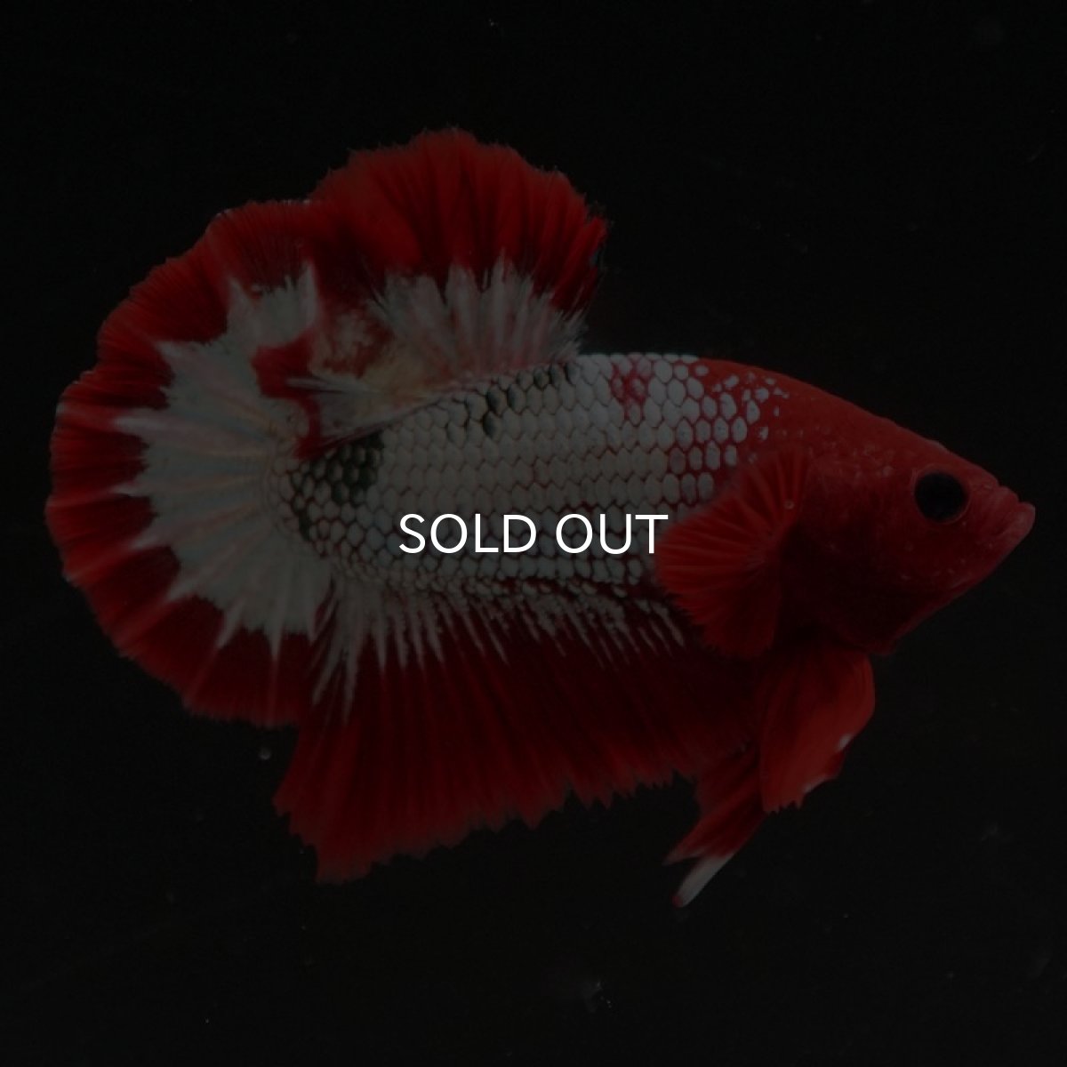 画像3: HMPK　ヘルボーイ (3)