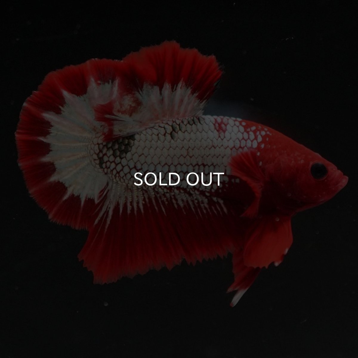 画像7: HMPK　ヘルボーイ (7)