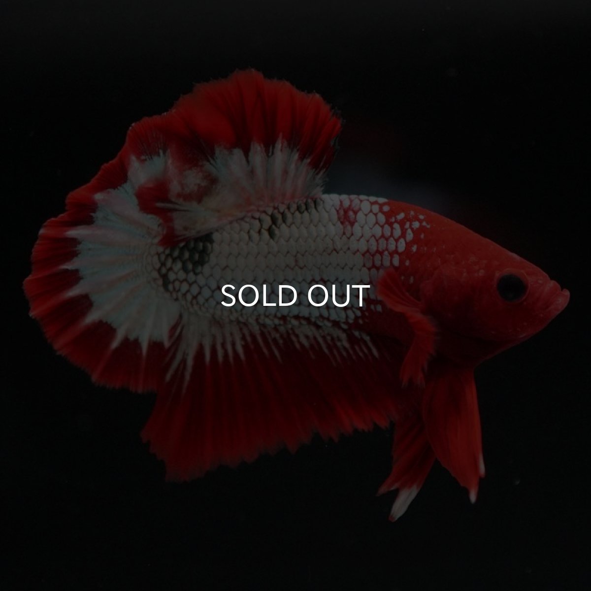 画像6: HMPK　ヘルボーイ (6)