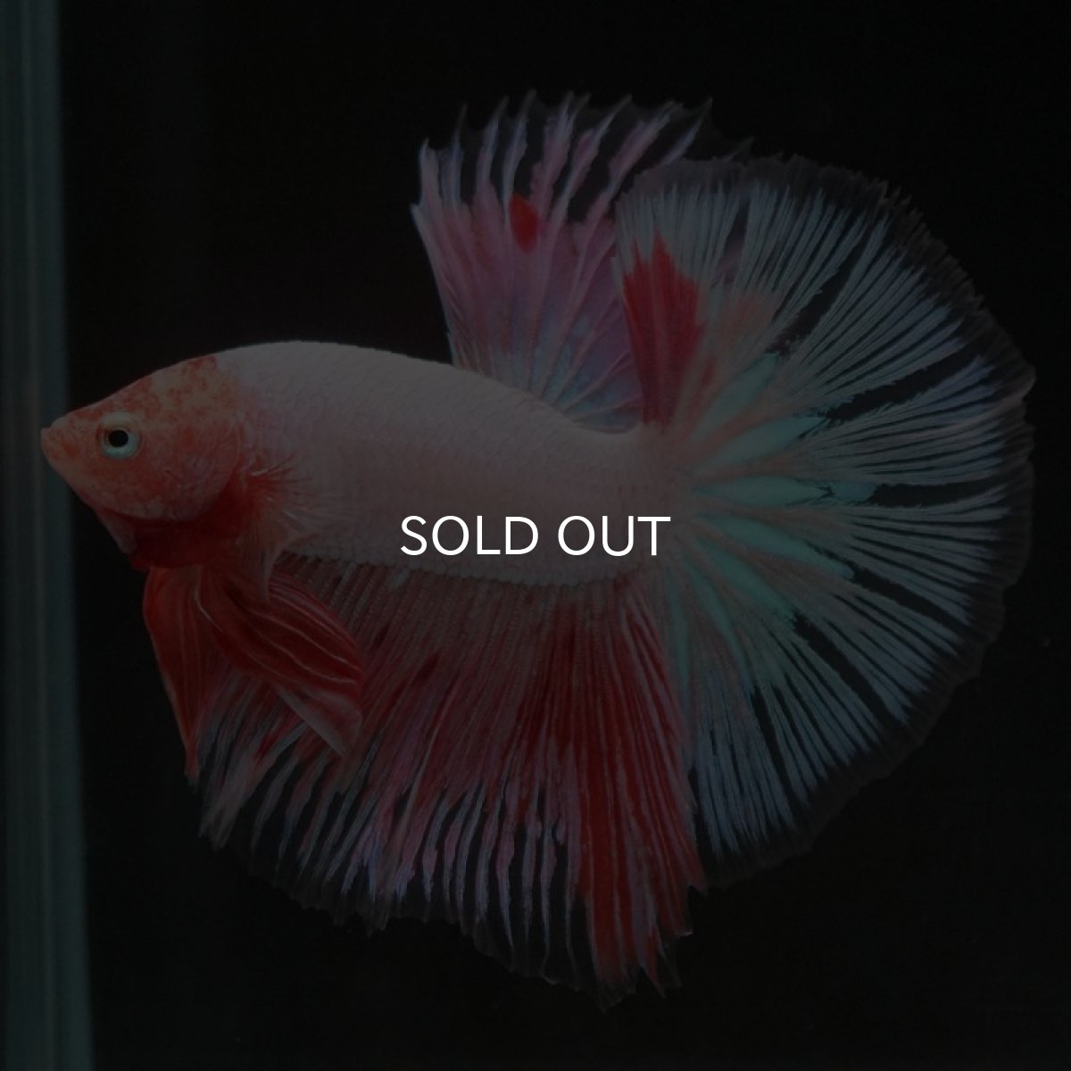 画像3: HM　ファンシー (3)