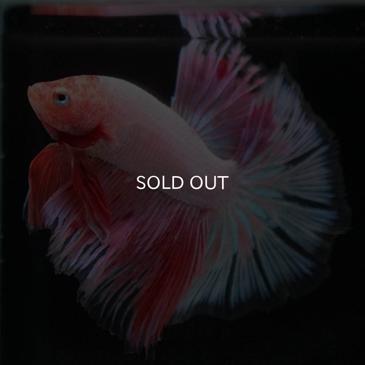 画像8: HM　ファンシー (8)