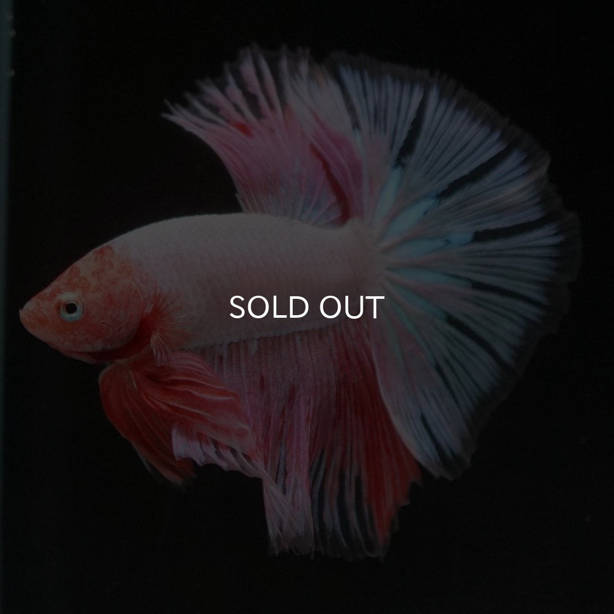 画像7: HM　ファンシー (7)