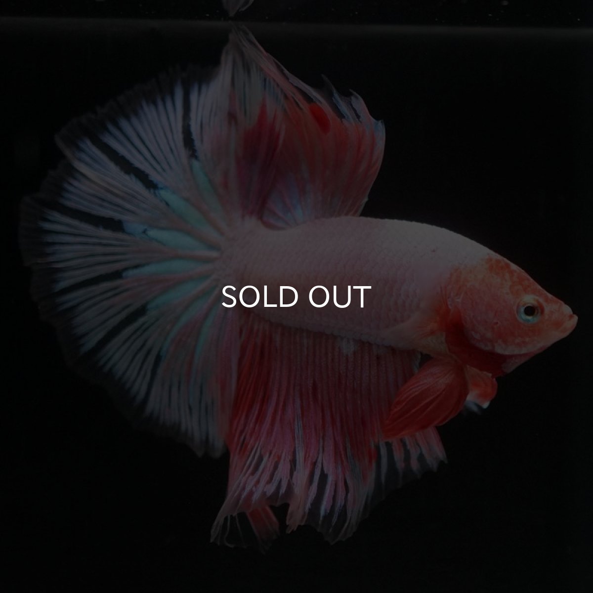 画像2: HM　ファンシー (2)