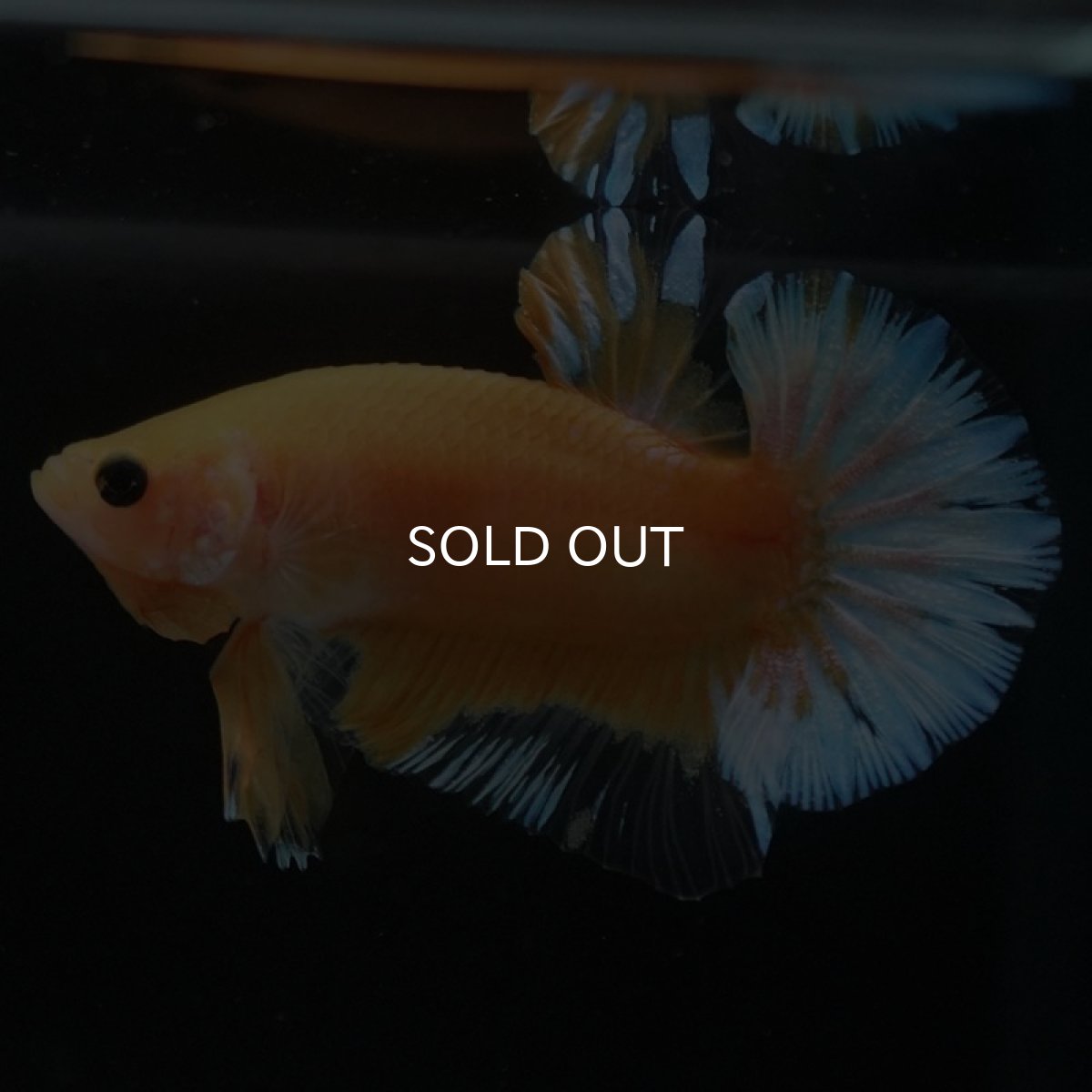 画像7: HMPK　イエローファンシー (7)