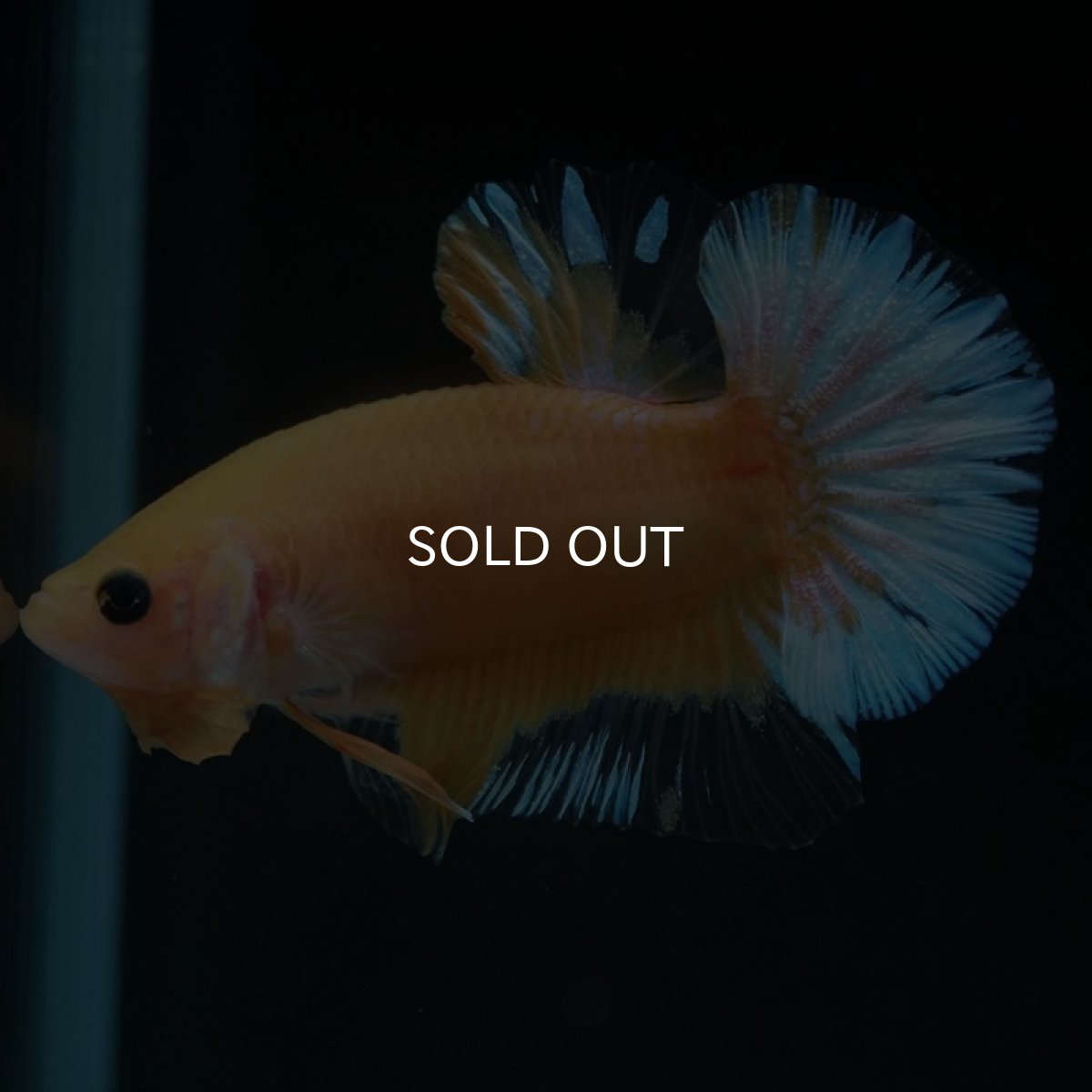 画像5: HMPK　イエローファンシー (5)