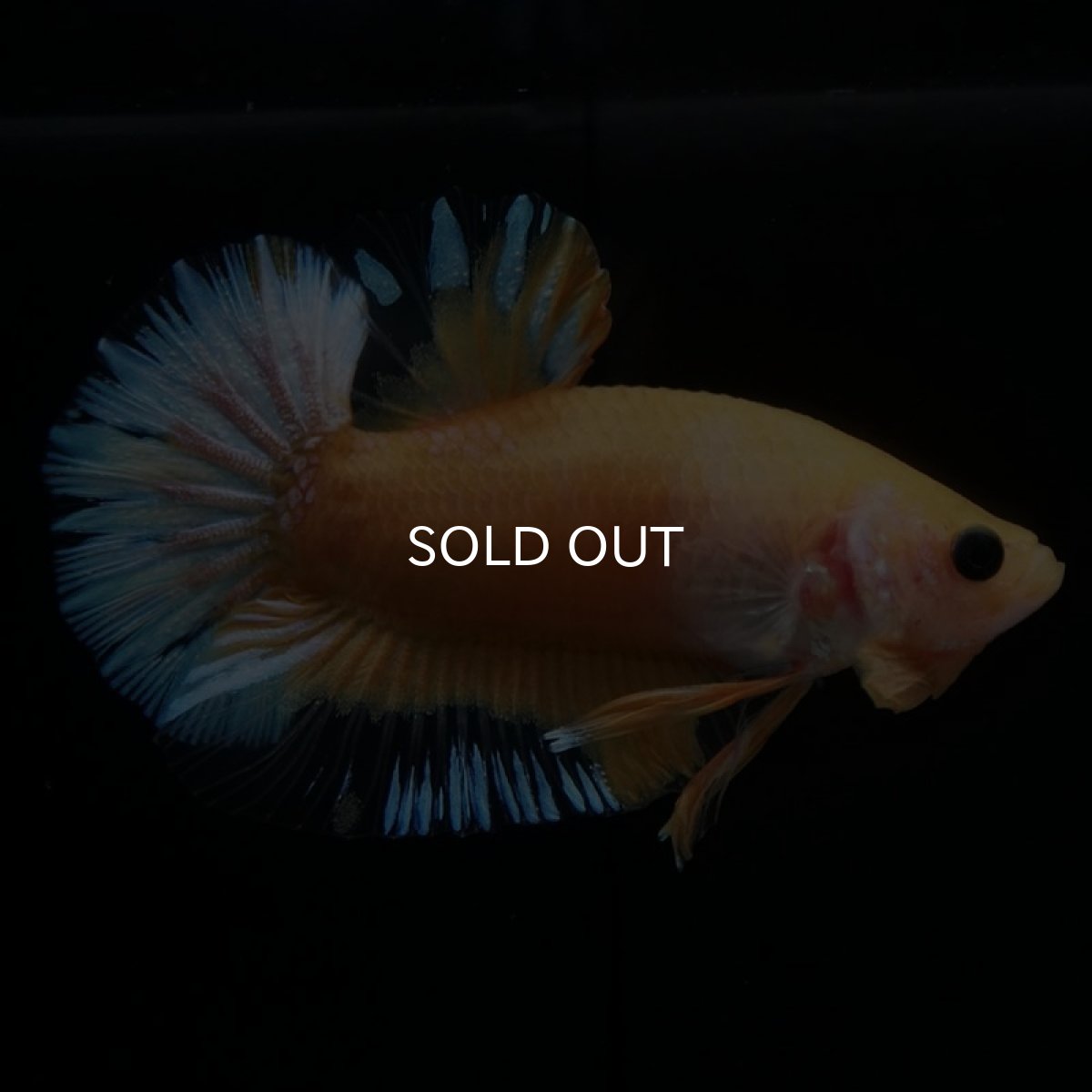 画像6: HMPK　イエローファンシー (6)