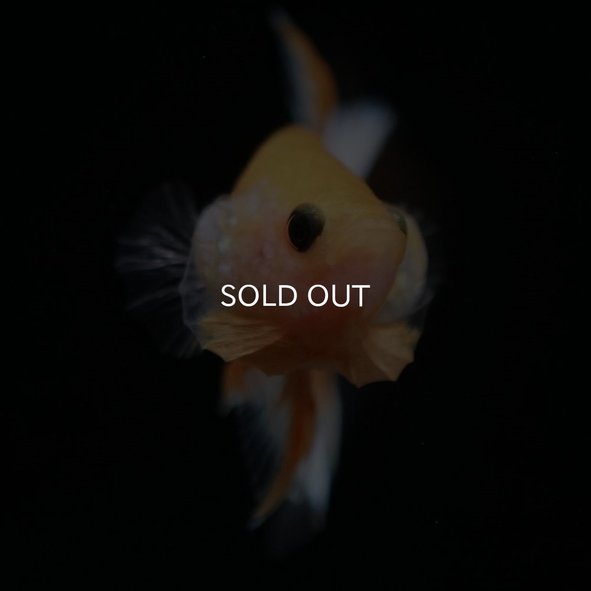 画像3: HMPK　イエローファンシー (3)