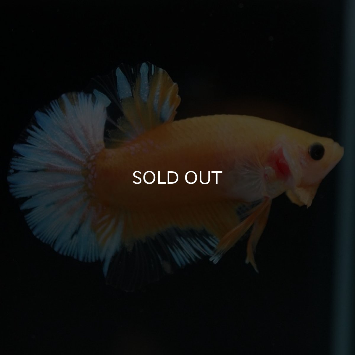 画像4: HMPK　イエローファンシー (4)