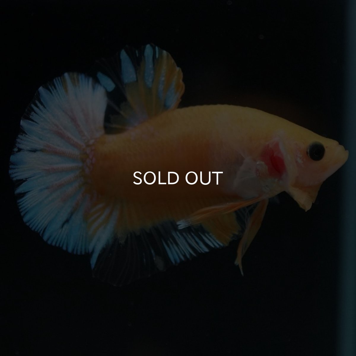 画像2: HMPK　イエローファンシー (2)