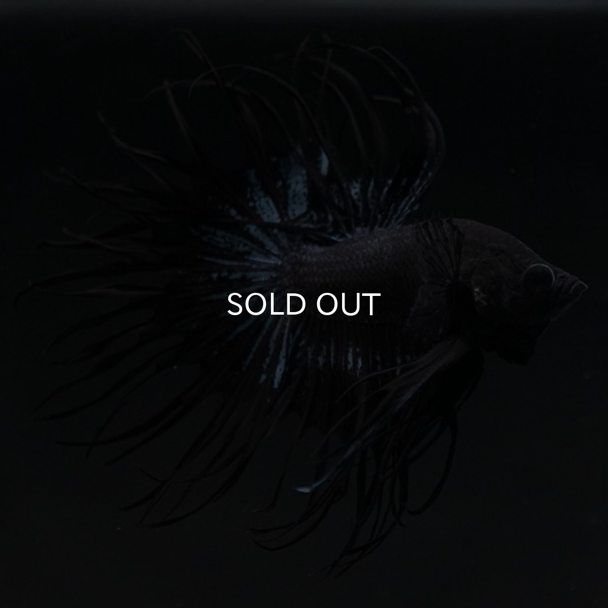 画像6: KCT ブラックオーキッド (6)