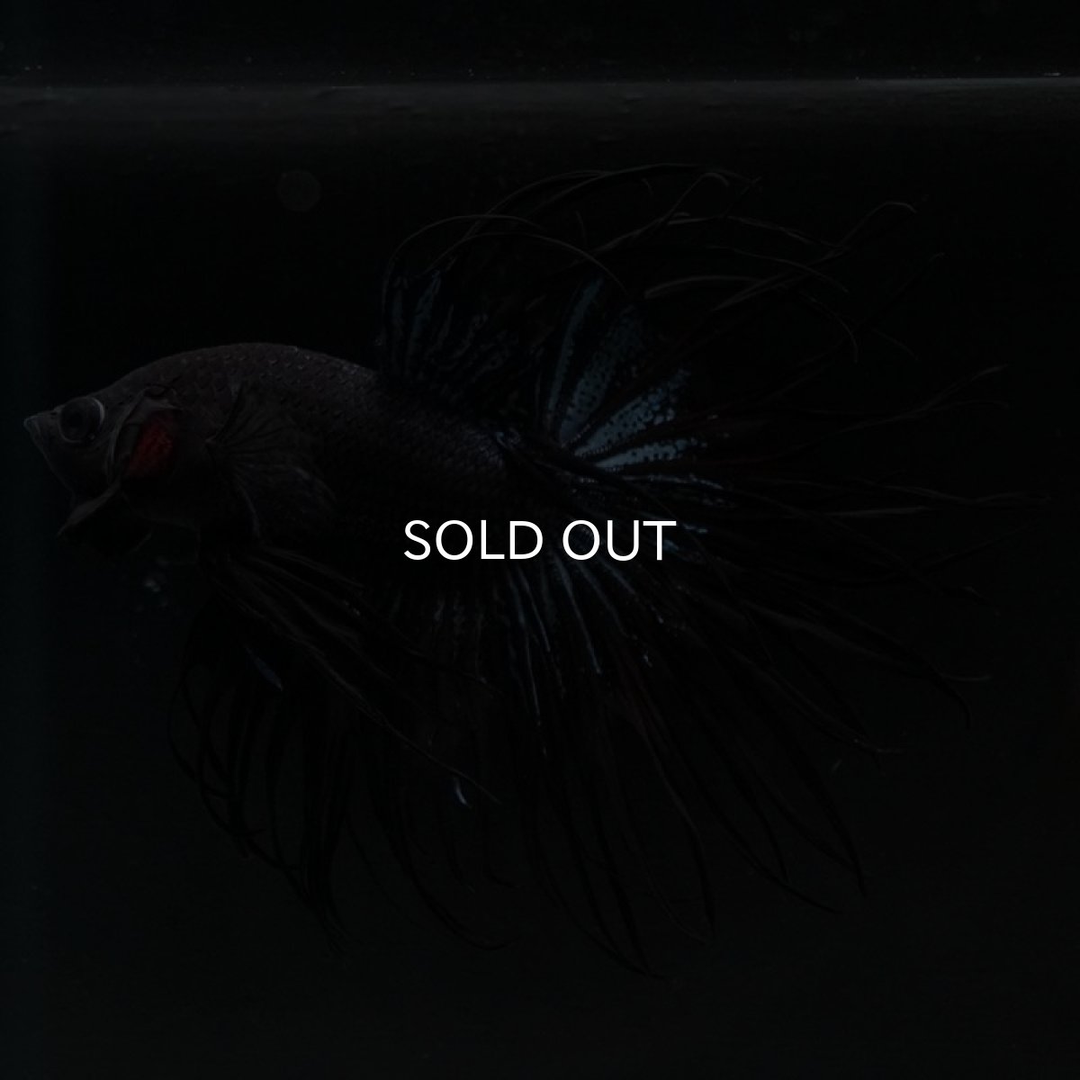 画像8: KCT ブラックオーキッド (8)