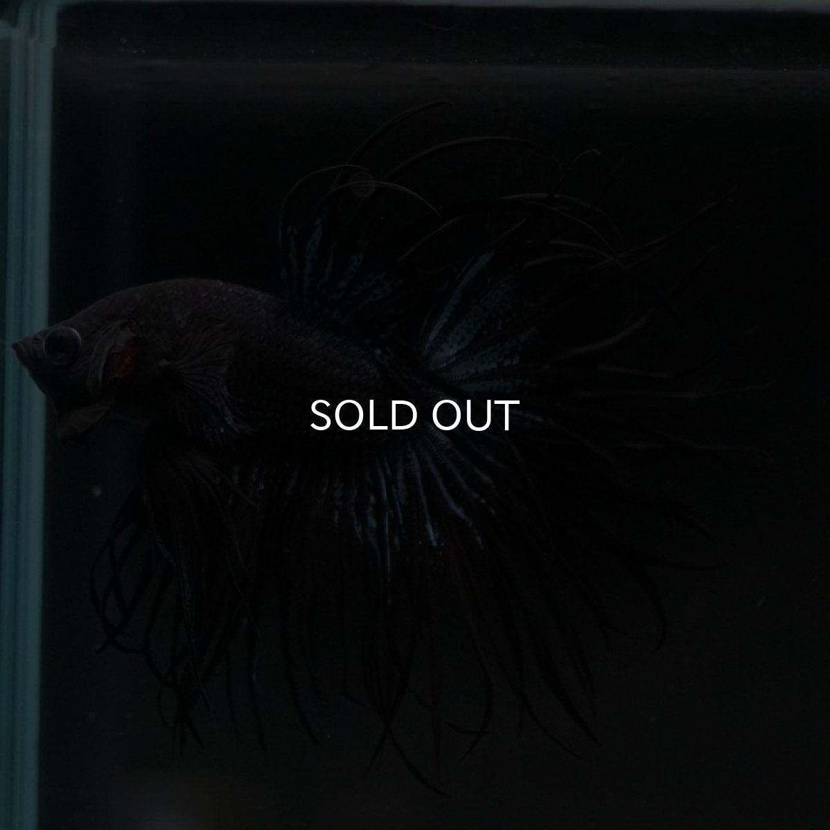 画像7: KCT ブラックオーキッド (7)