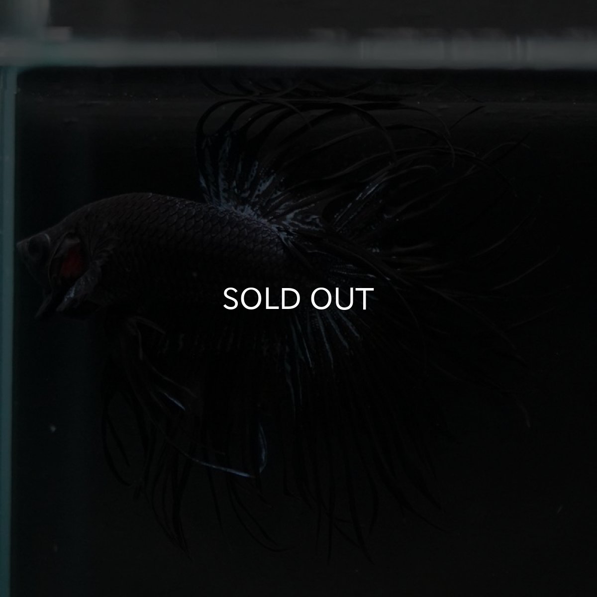 画像4: KCT ブラックオーキッド (4)