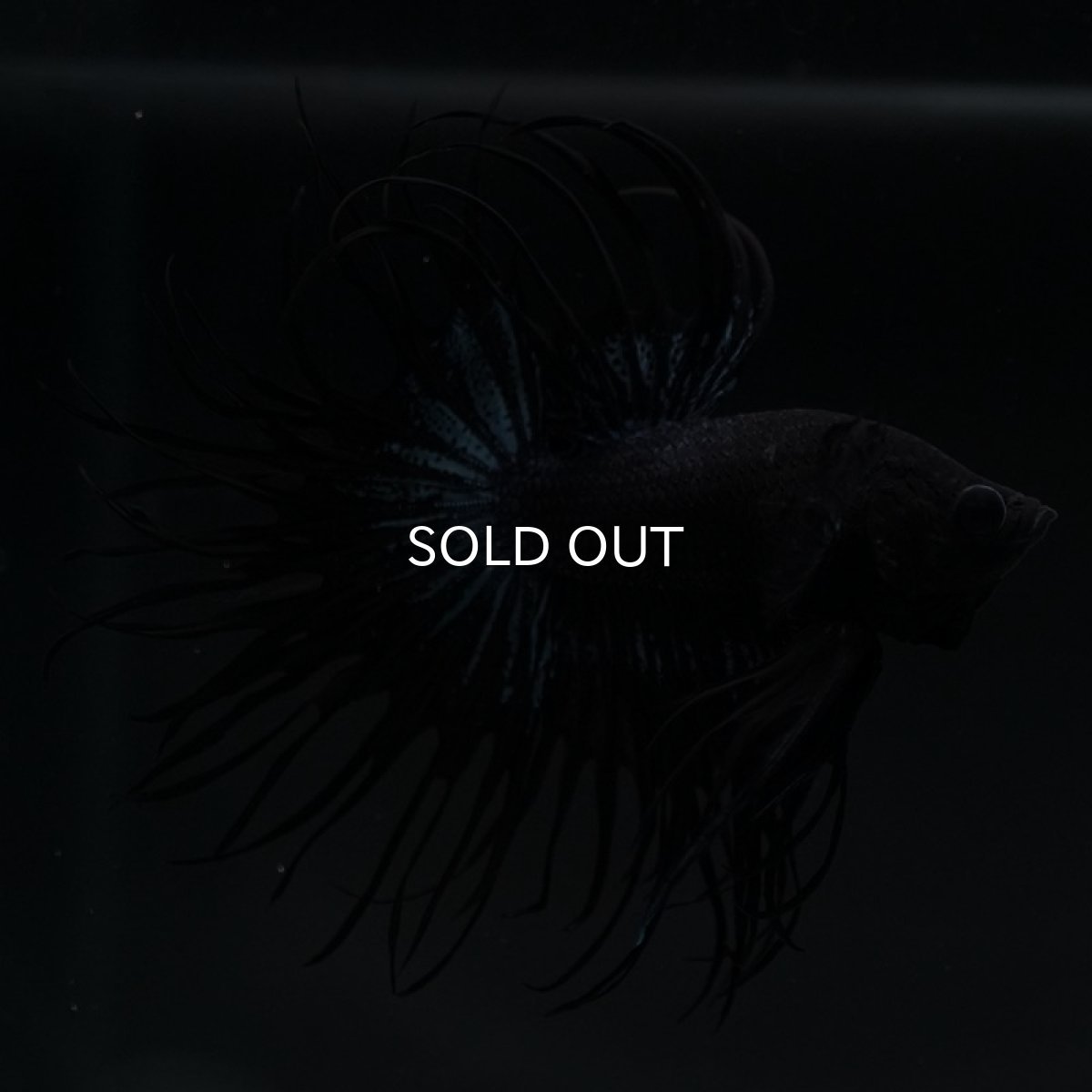 画像5: KCT ブラックオーキッド (5)