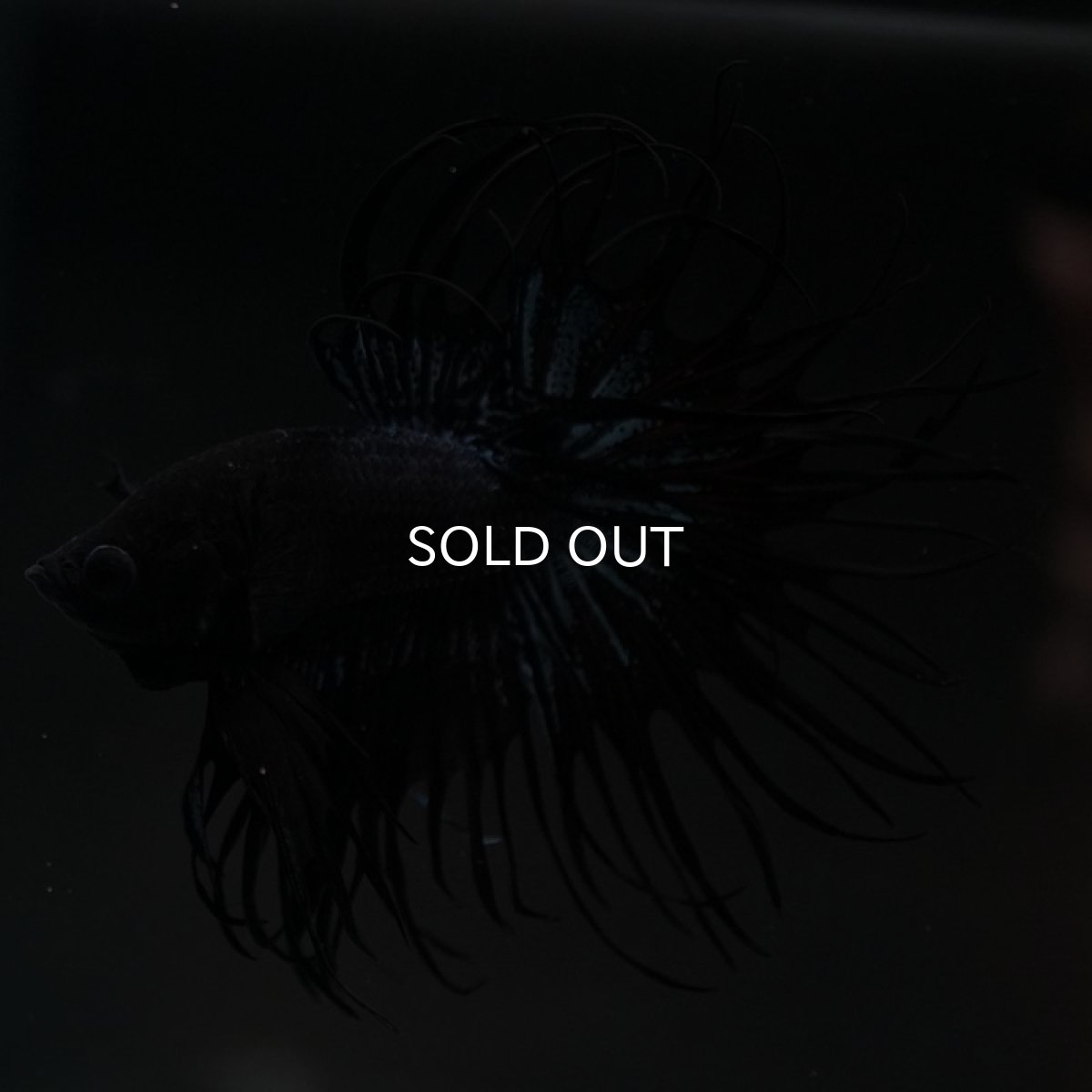 画像2: KCT ブラックオーキッド (2)