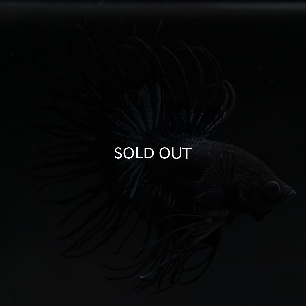 画像3: KCT ブラックオーキッド (3)