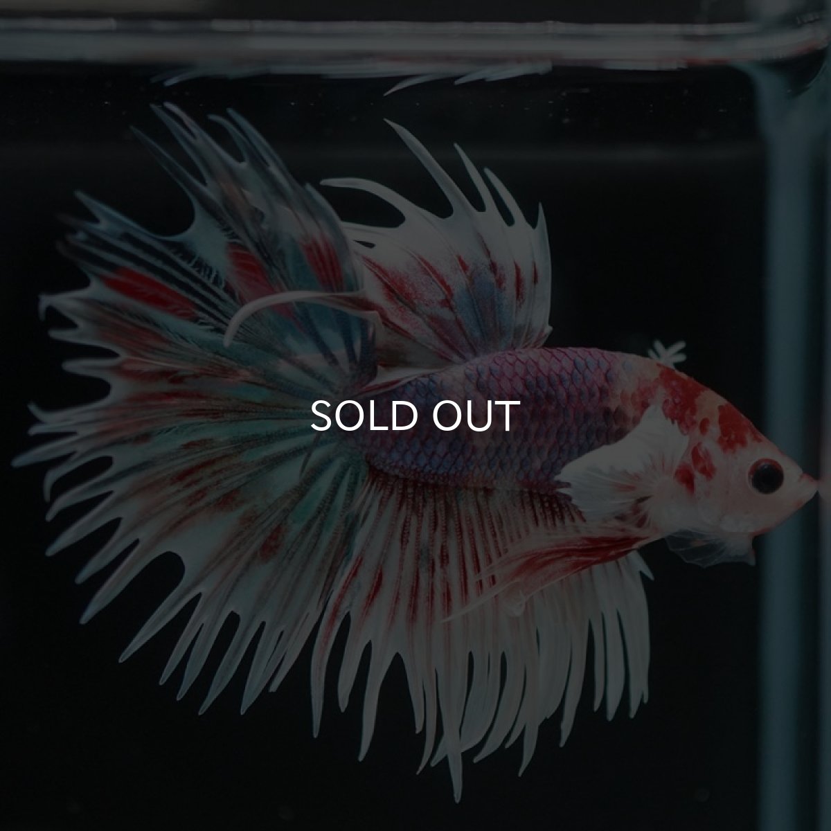 画像5: CTダンボ　キャンディ (5)