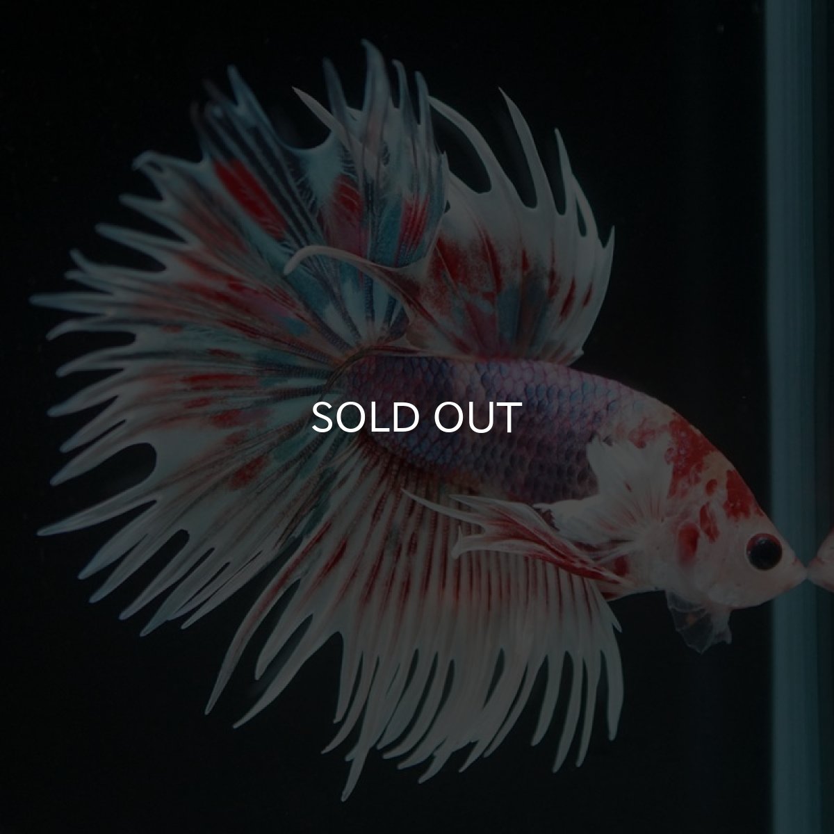 画像2: CTダンボ　キャンディ (2)