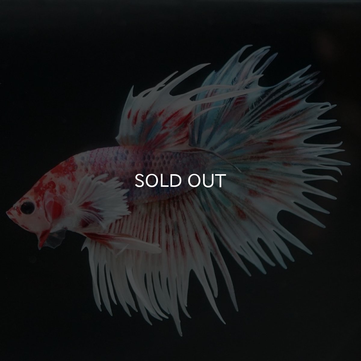 画像7: CTダンボ　キャンディ (7)