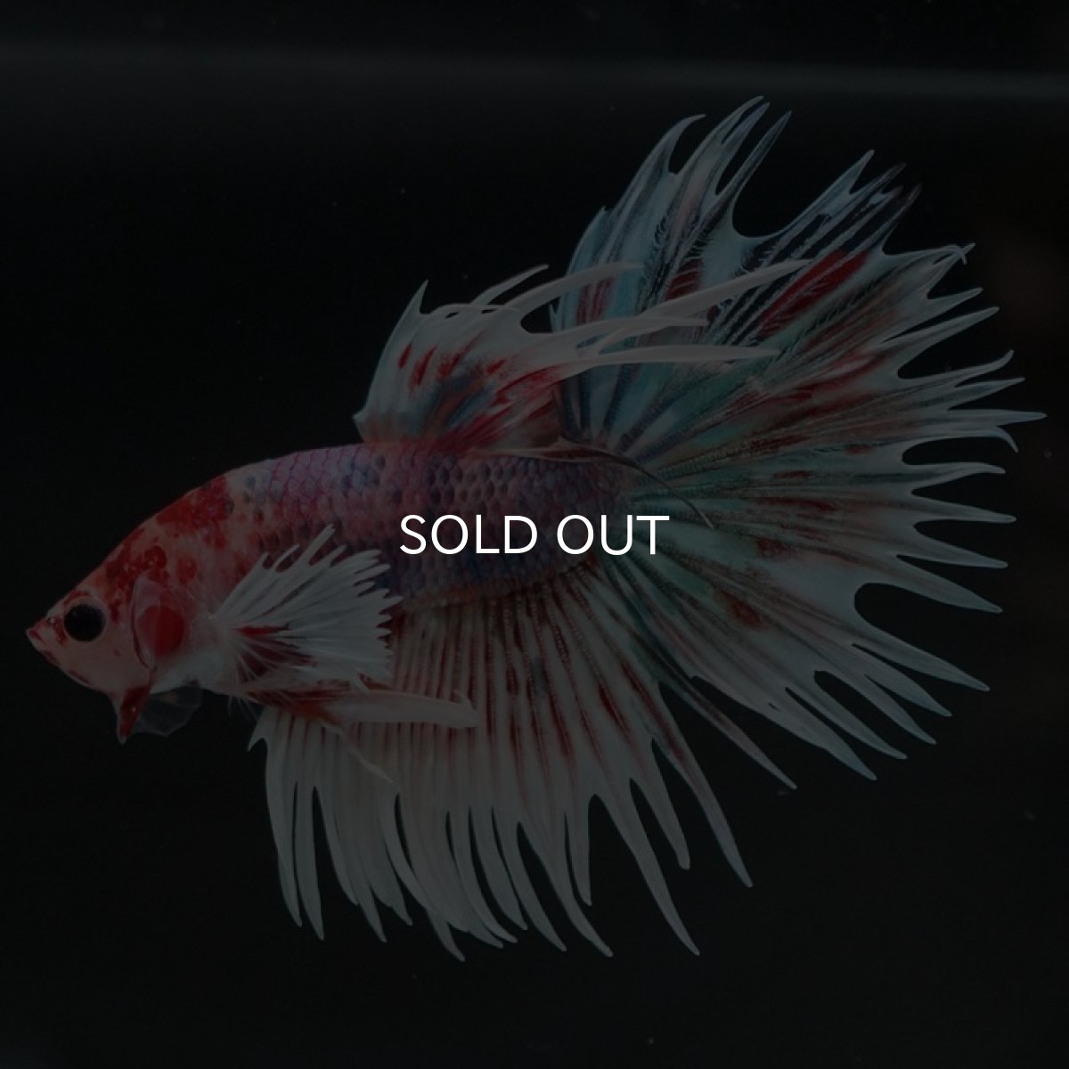 画像6: CTダンボ　キャンディ (6)