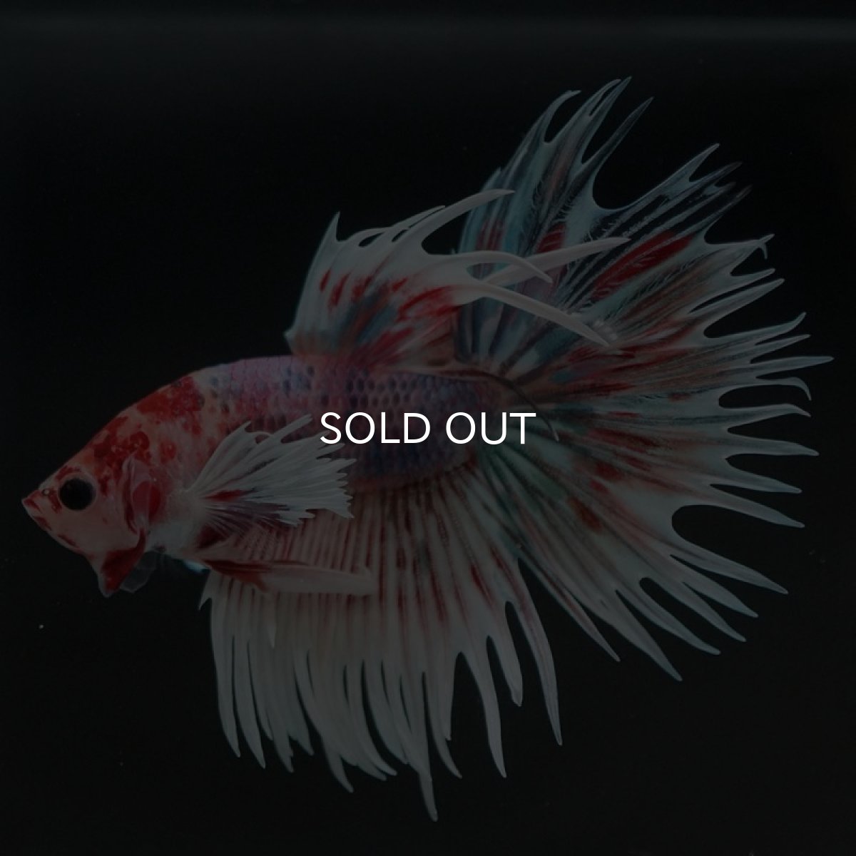 画像4: CTダンボ　キャンディ (4)