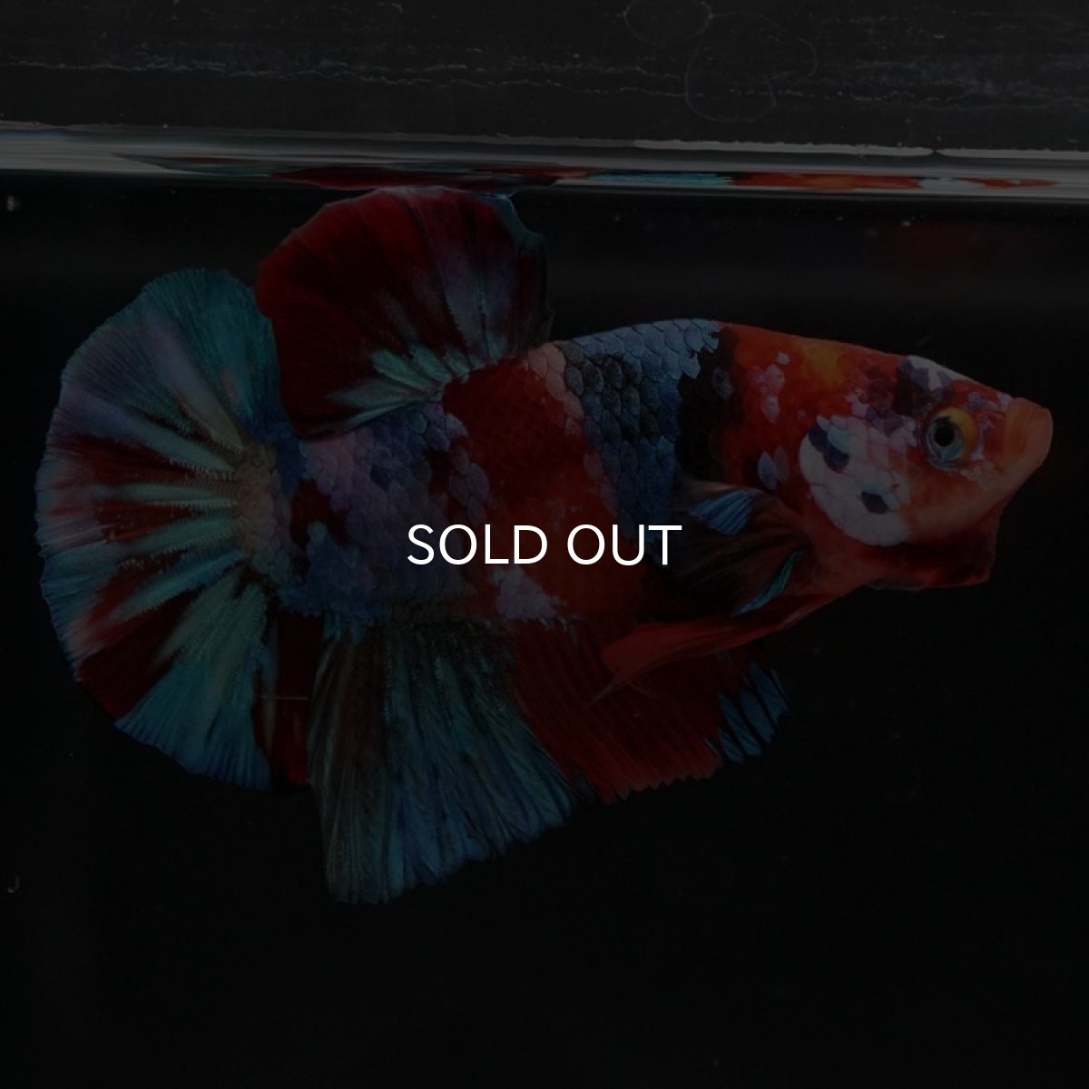 画像7: HMPK　キャンディギャラクシー (7)