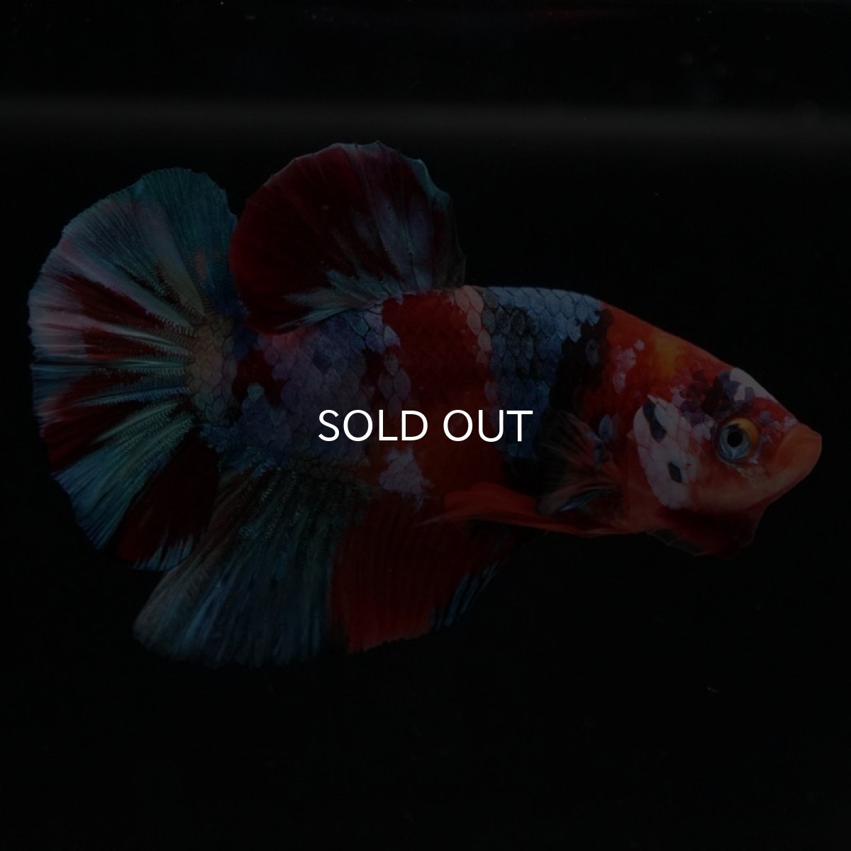 画像6: HMPK　キャンディギャラクシー (6)