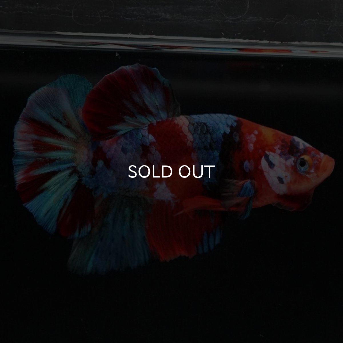 画像2: HMPK　キャンディギャラクシー (2)