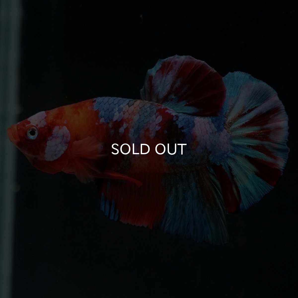 画像5: HMPK　キャンディギャラクシー (5)