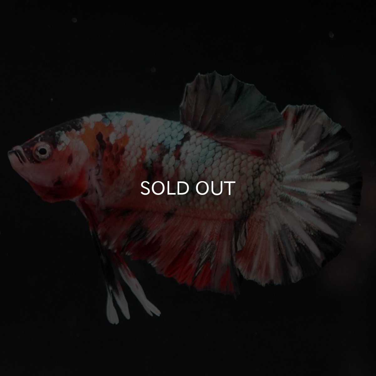 画像6: HMPK　キャンディカッパー (6)