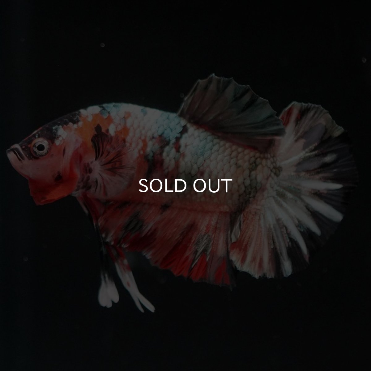 画像4: HMPK　キャンディカッパー (4)