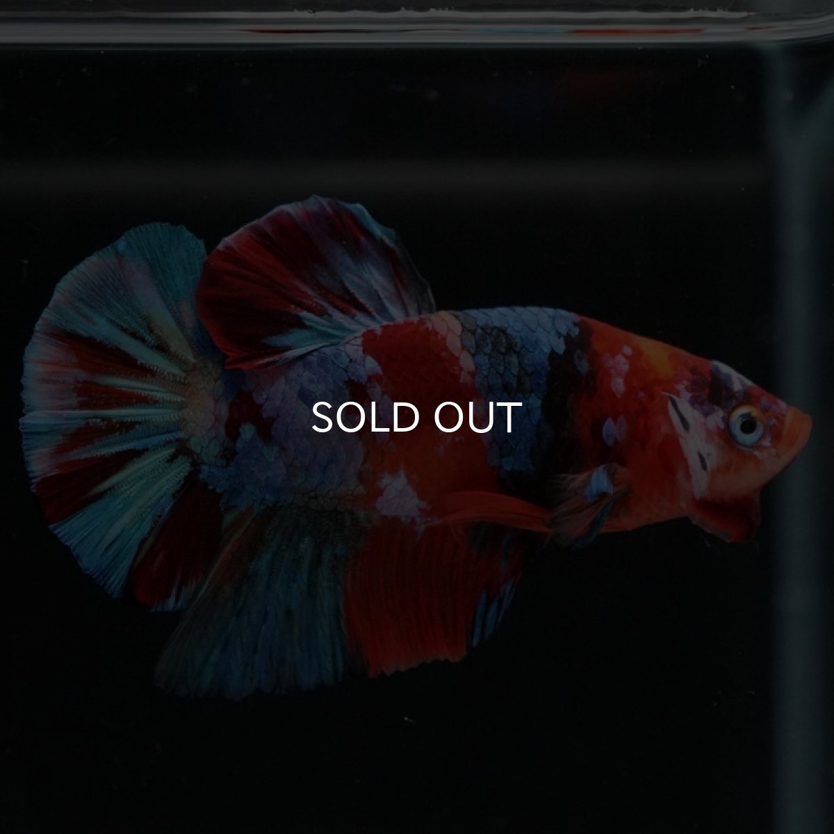 画像4: HMPK　キャンディギャラクシー (4)