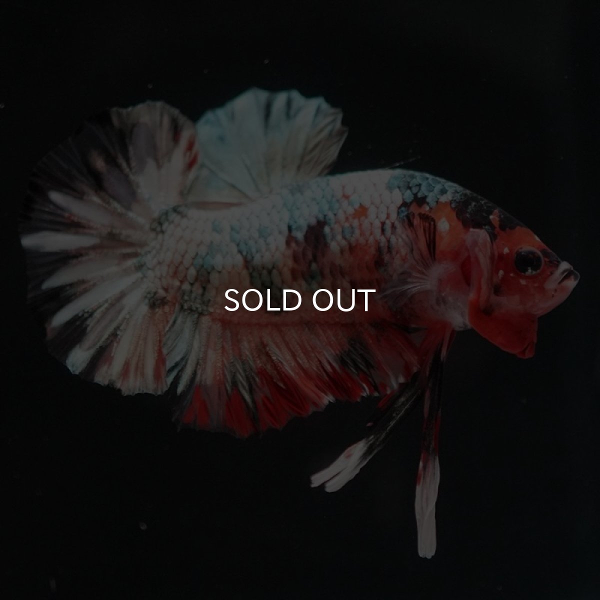 画像5: HMPK　キャンディカッパー (5)