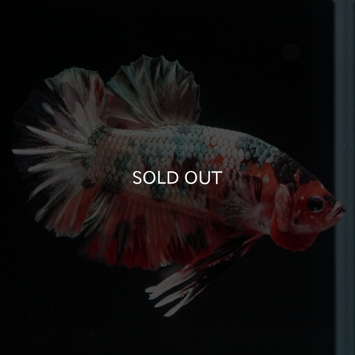 画像3: HMPK　キャンディカッパー (3)