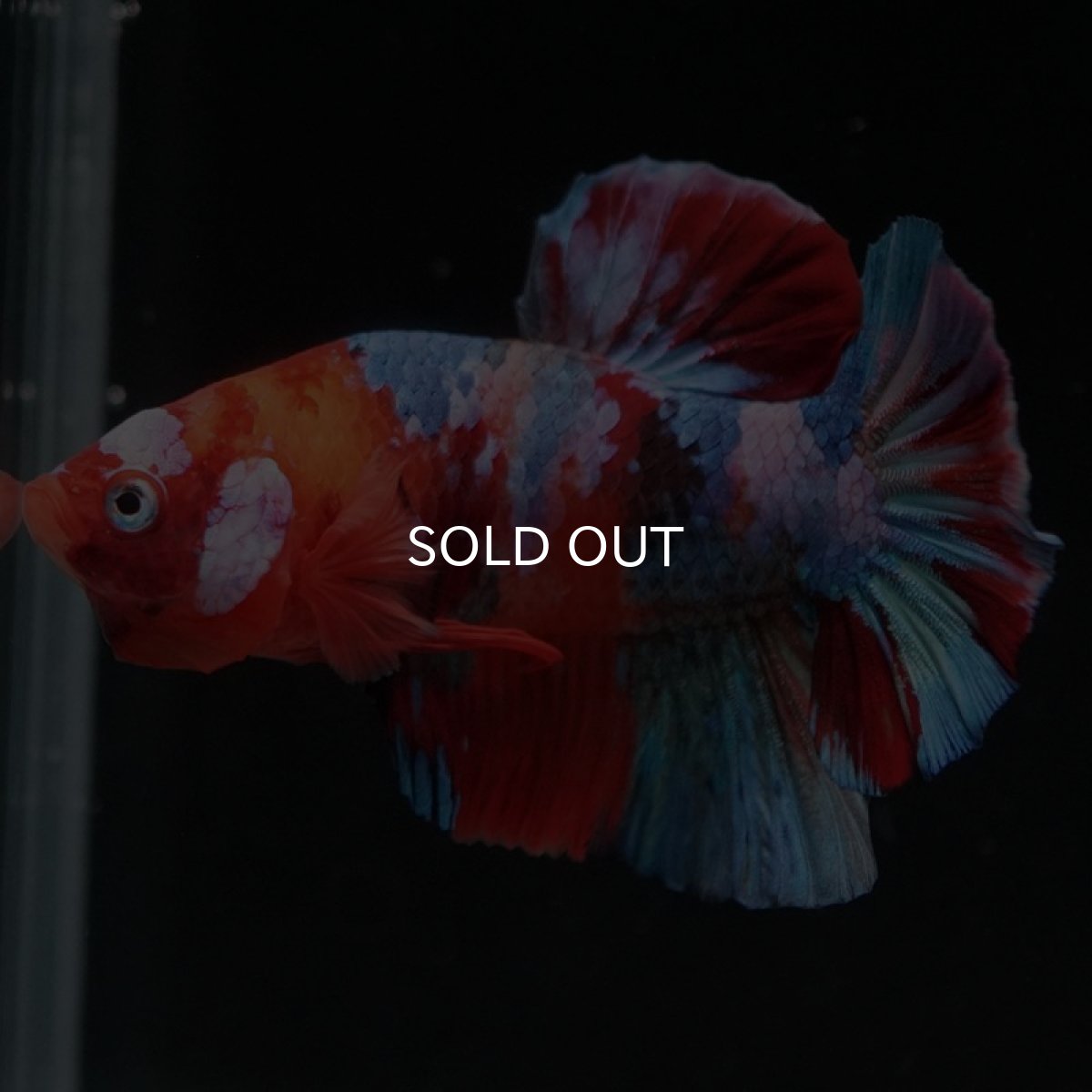 画像3: HMPK　キャンディギャラクシー (3)