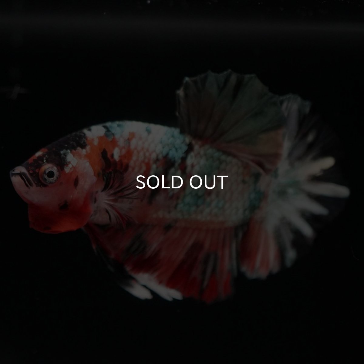 画像2: HMPK　キャンディカッパー (2)