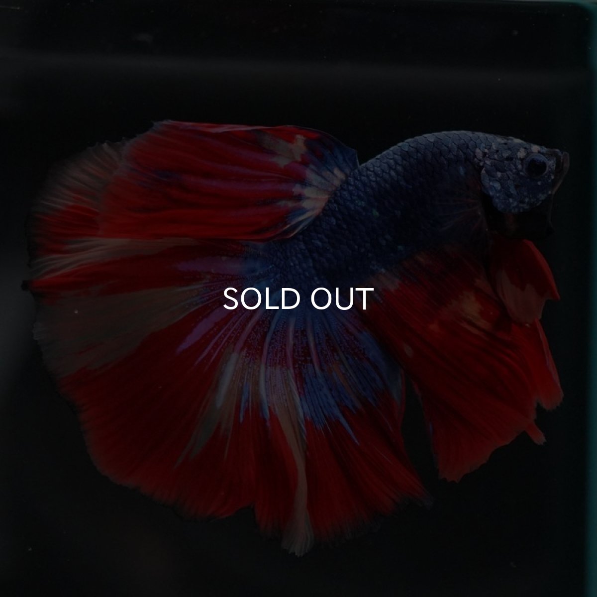 画像7: HM　キャンディ　変わり柄 (7)