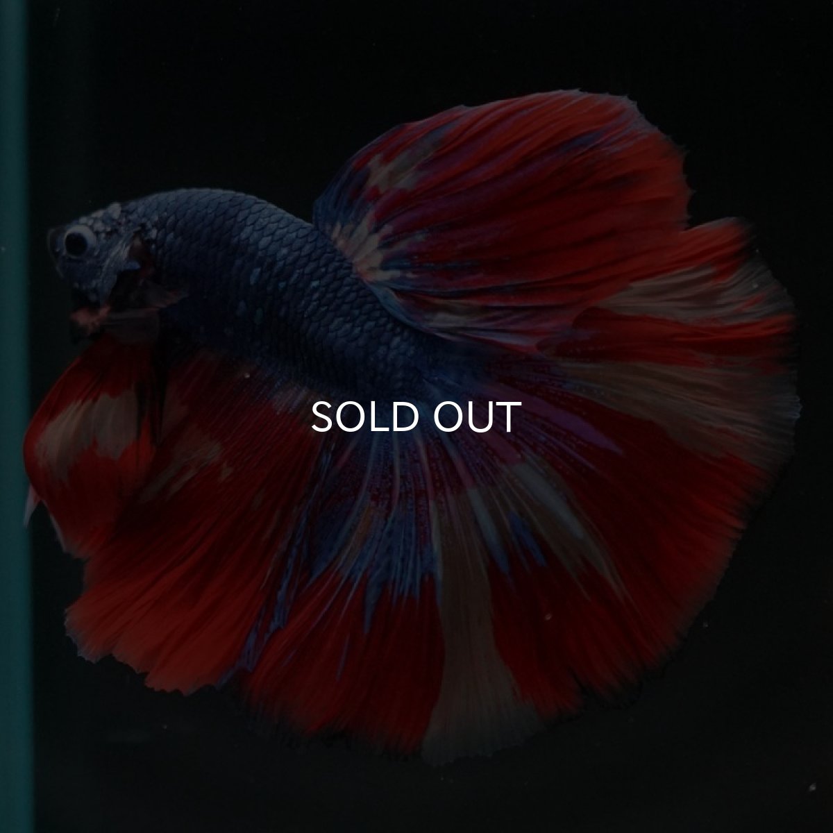 画像9: HM　キャンディ　変わり柄 (9)