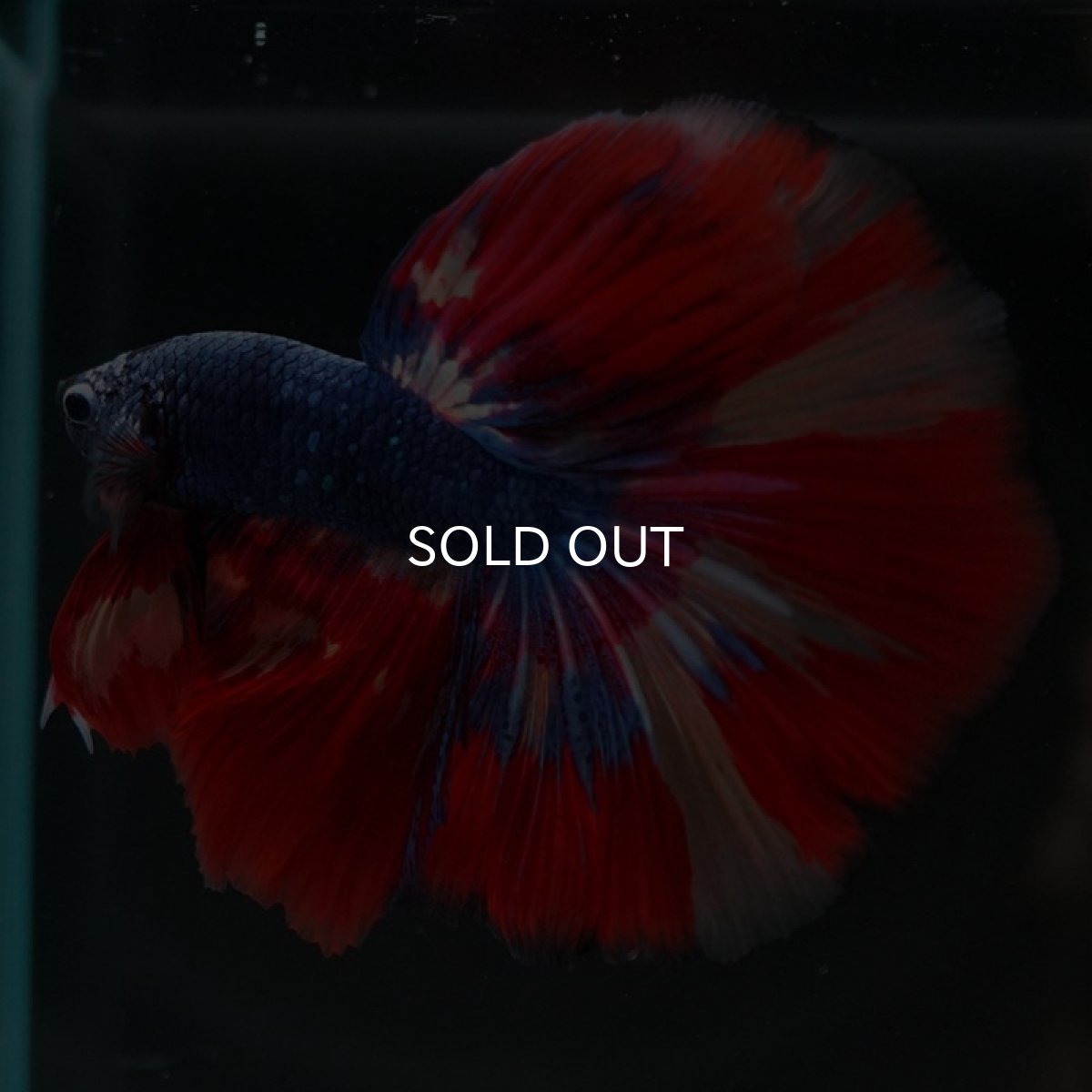 画像8: HM　キャンディ　変わり柄 (8)