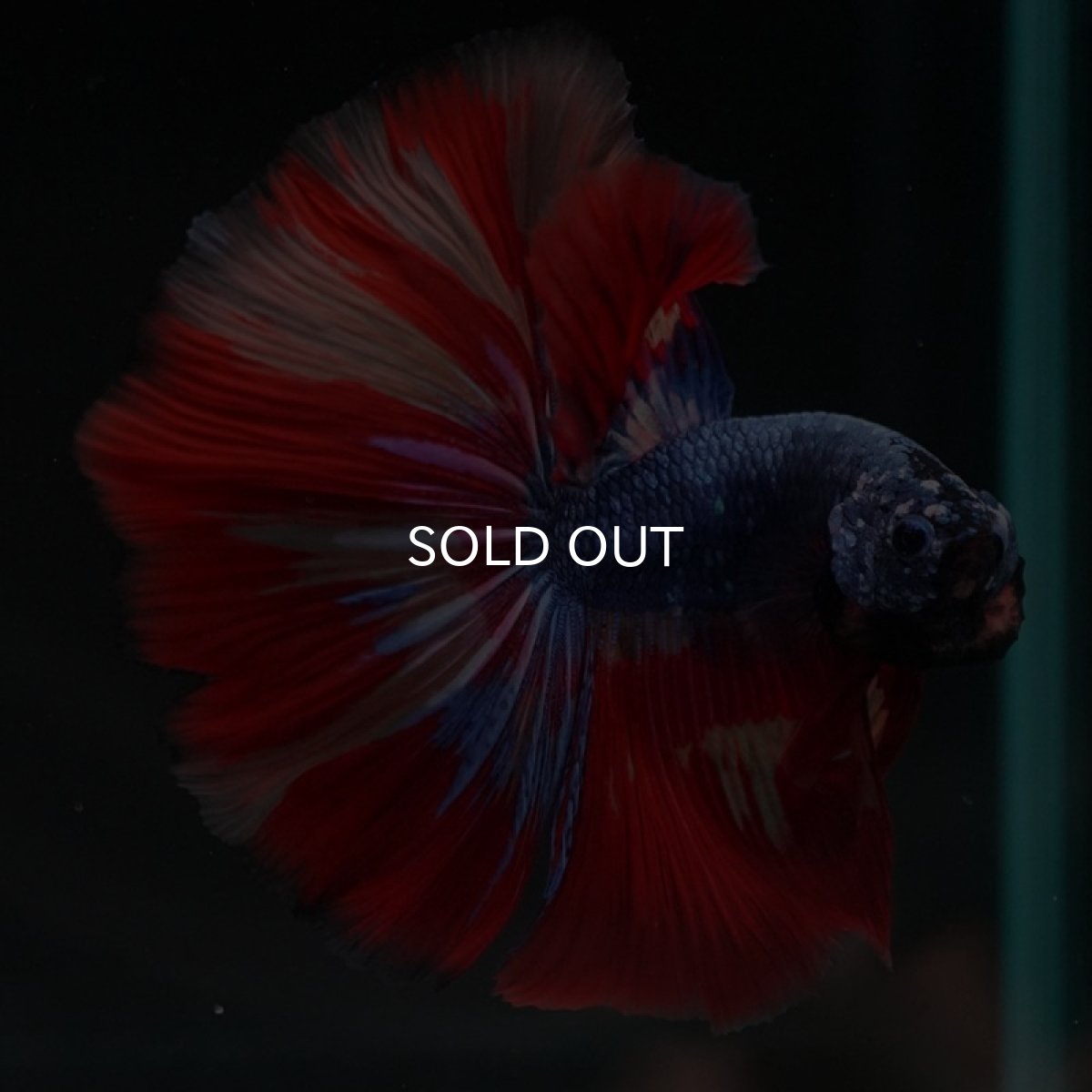 画像5: HM　キャンディ　変わり柄 (5)