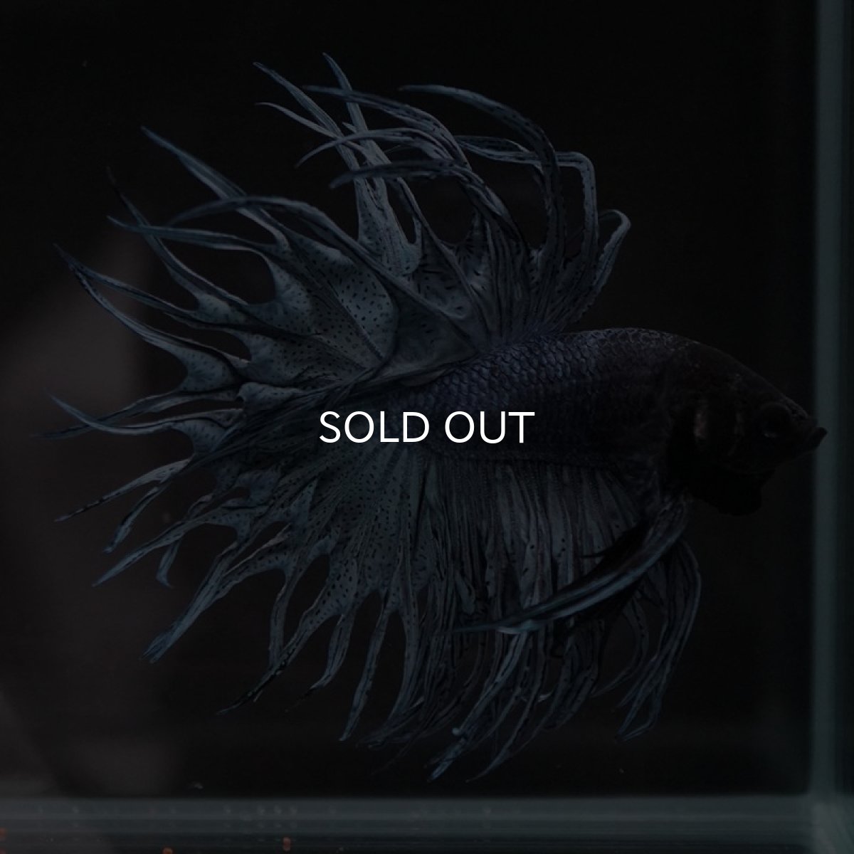 画像6: KCT スチールブルー (6)