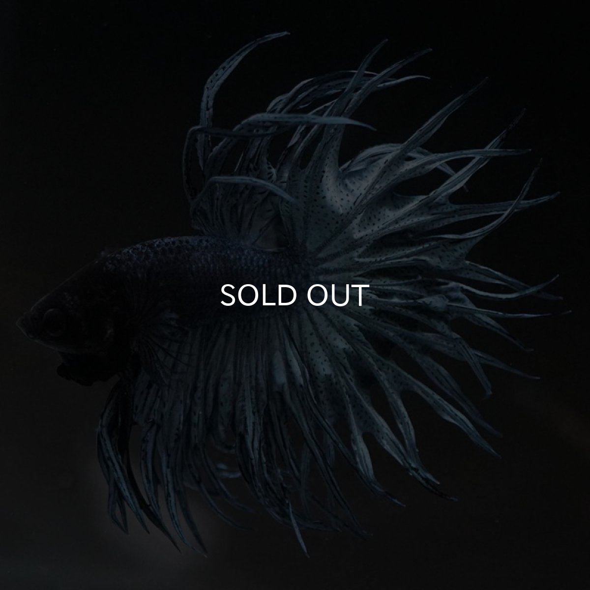 画像5: KCT スチールブルー (5)