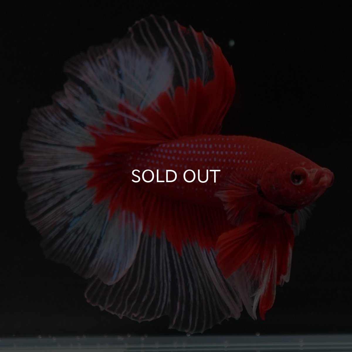 画像9: HM　レッドバタフライ　クリアフィン (9)