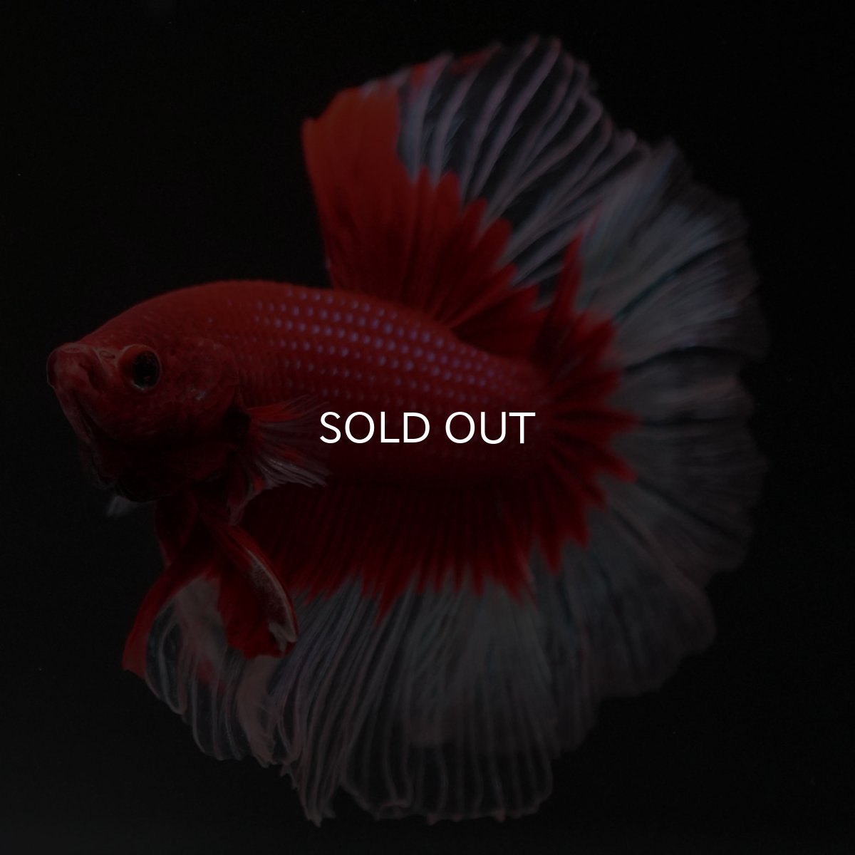 画像3: HM　レッドバタフライ　クリアフィン (3)