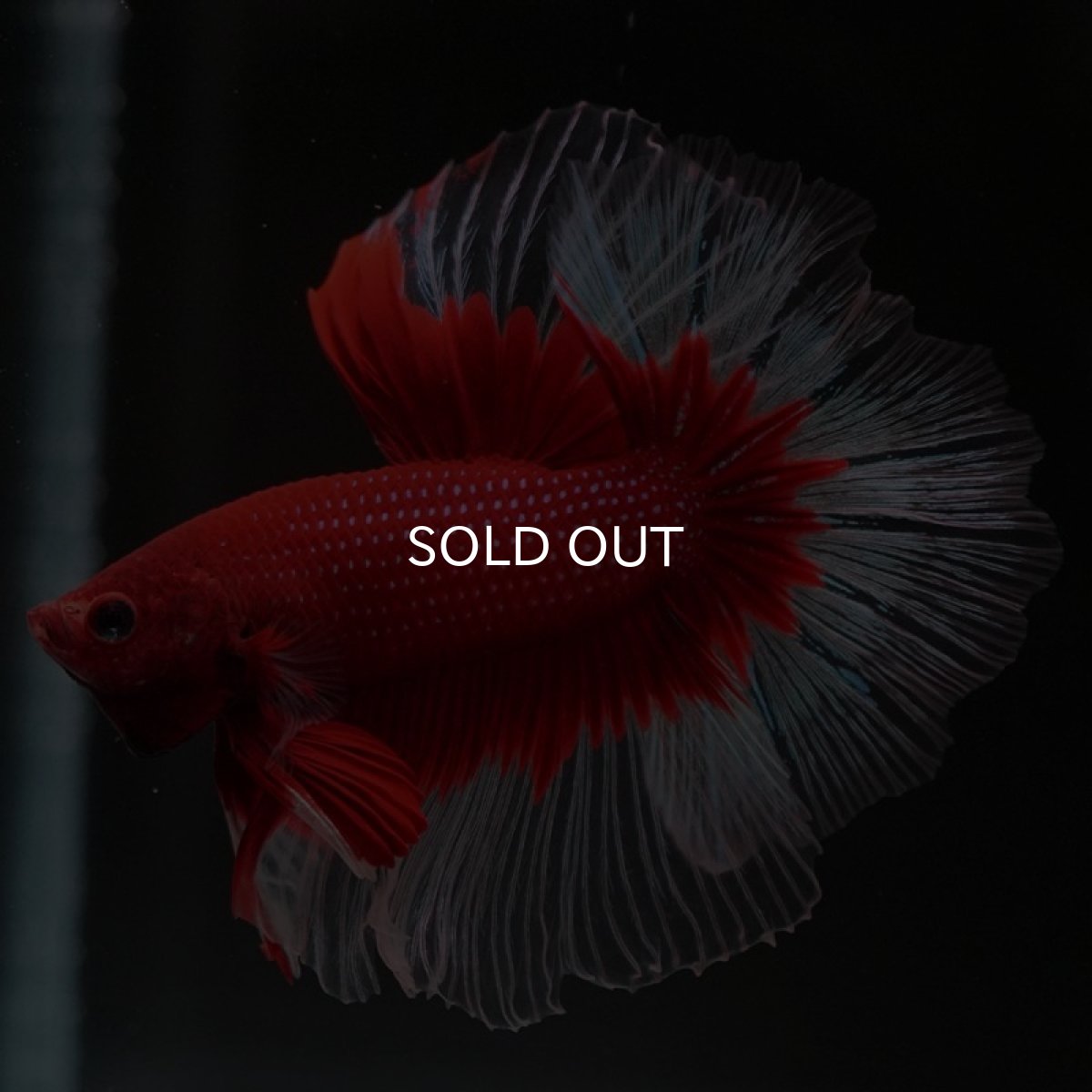 画像10: HM　レッドバタフライ　クリアフィン (10)