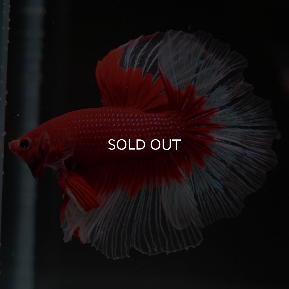 画像8: HM　レッドバタフライ　クリアフィン (8)